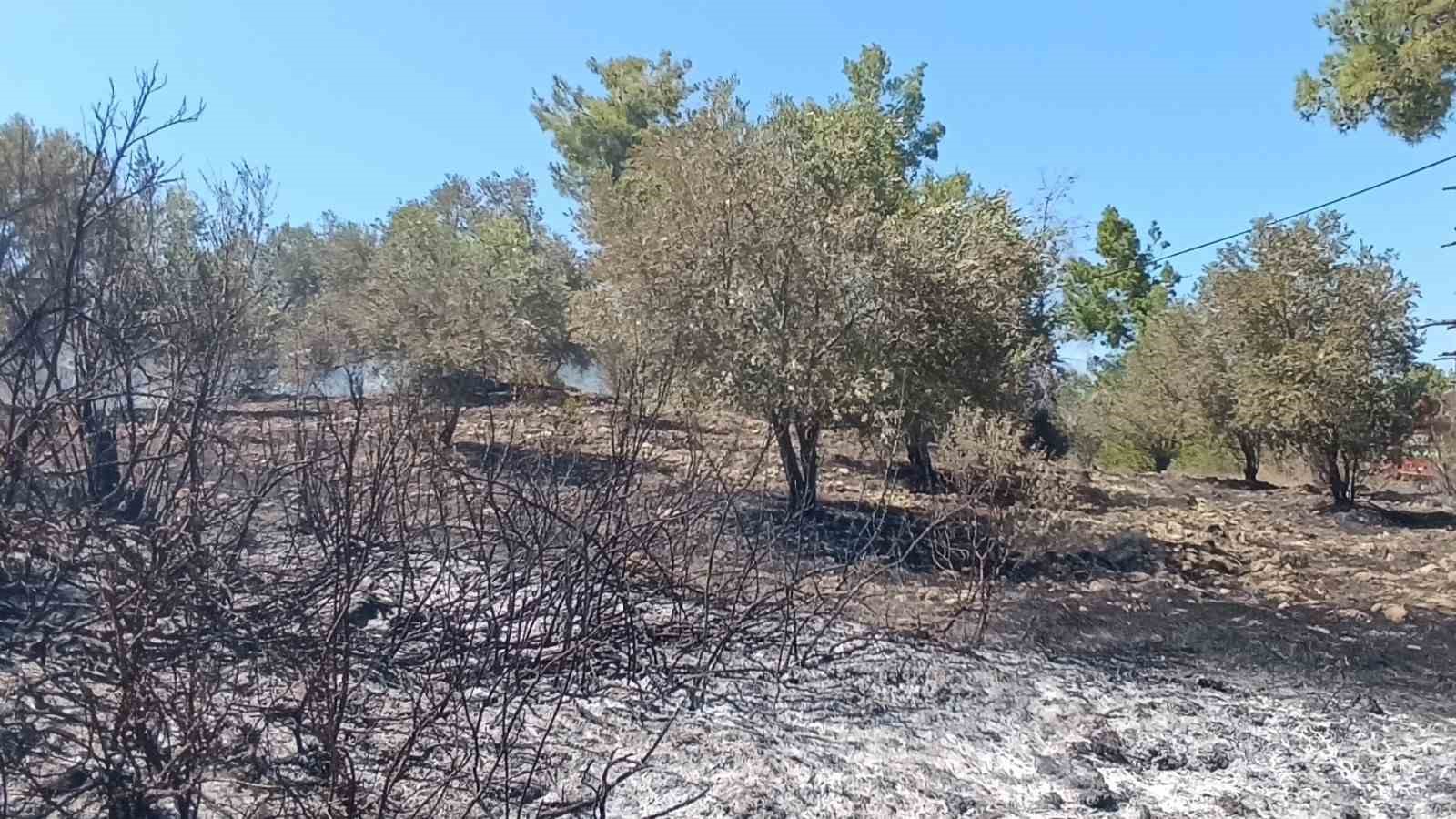 Çöplerden çıkan yangın, zeytin ağaçlarına zarar verdi
