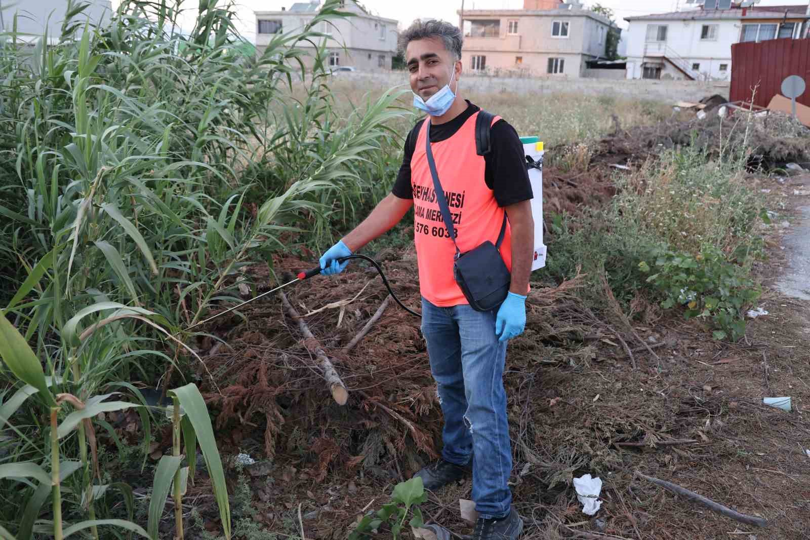 İnsanlarda merak uyandıran ’insan yüzlü örümceği’ kavanozda besliyor
