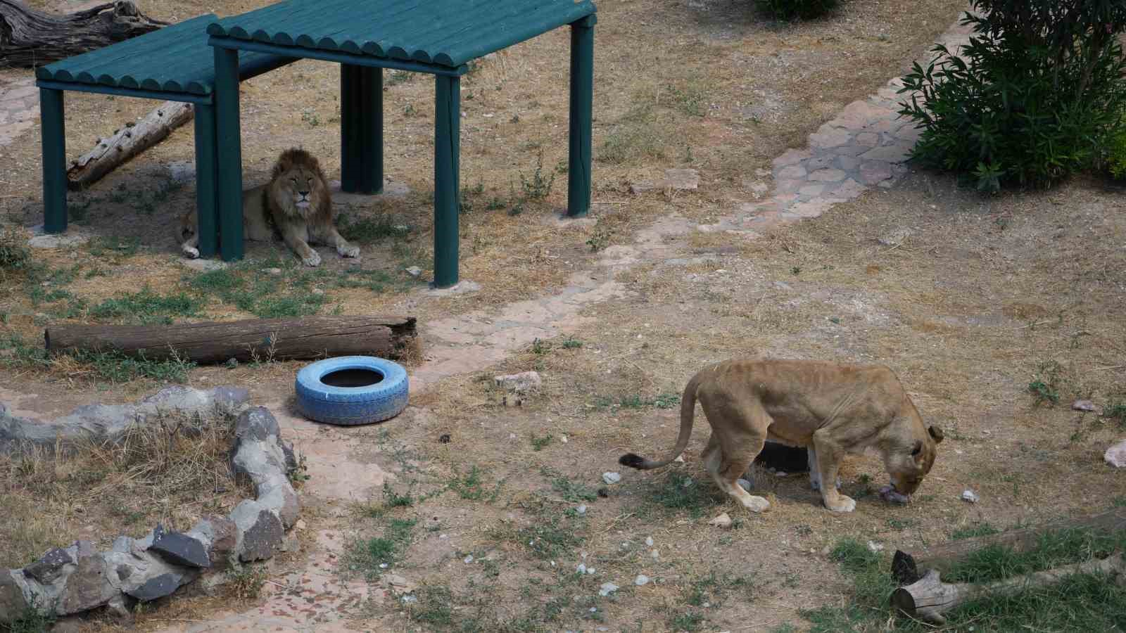 Kavurucu sıcaklarda hayvanlar buzlu kokteyl ile serinliyor
