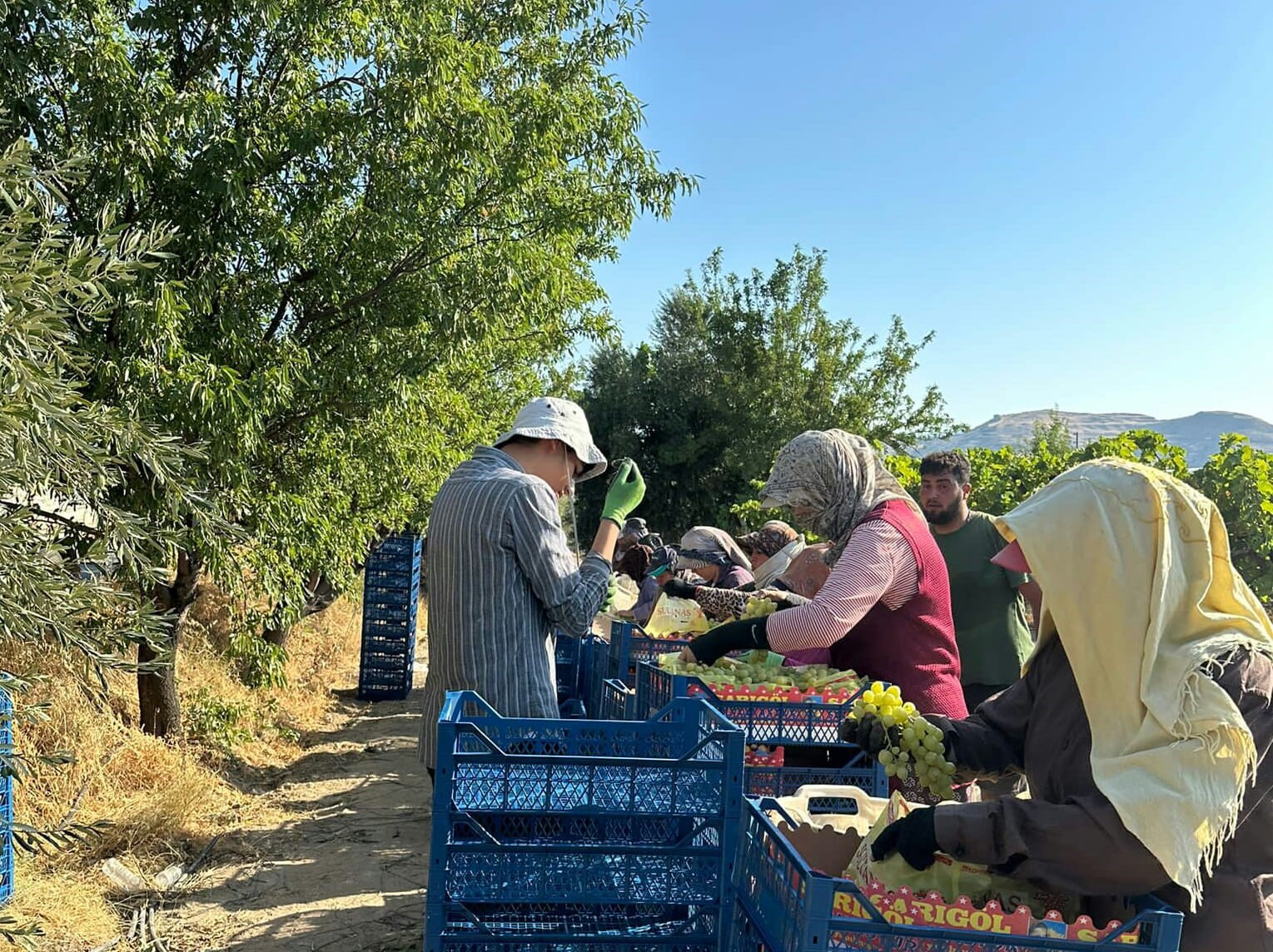 Manisa’da erkence üzümde hasat başladı
