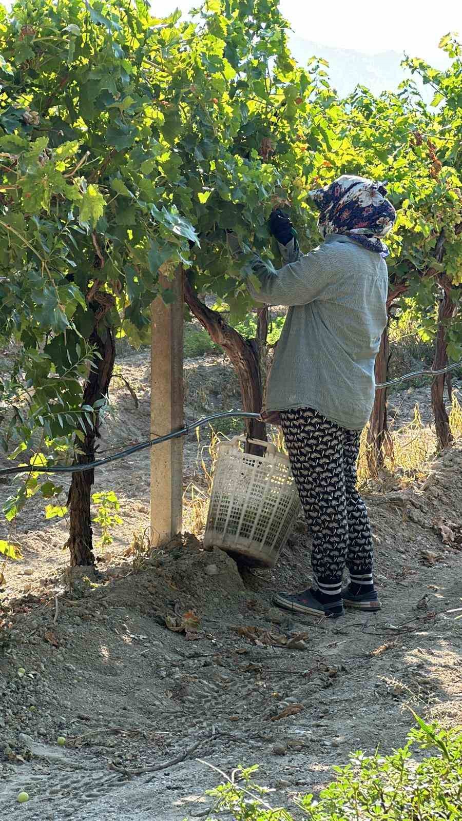 Manisa’da erkence üzümde hasat başladı
