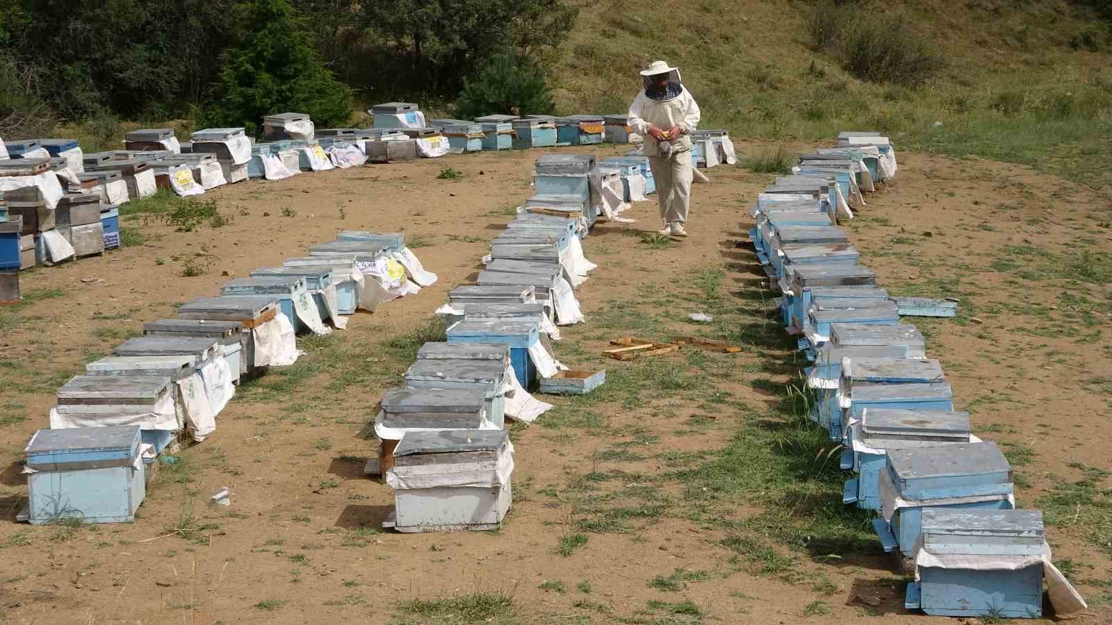 Türkiye’nin ilk milli parkında “Bal Ormanı” oluşturuldu
