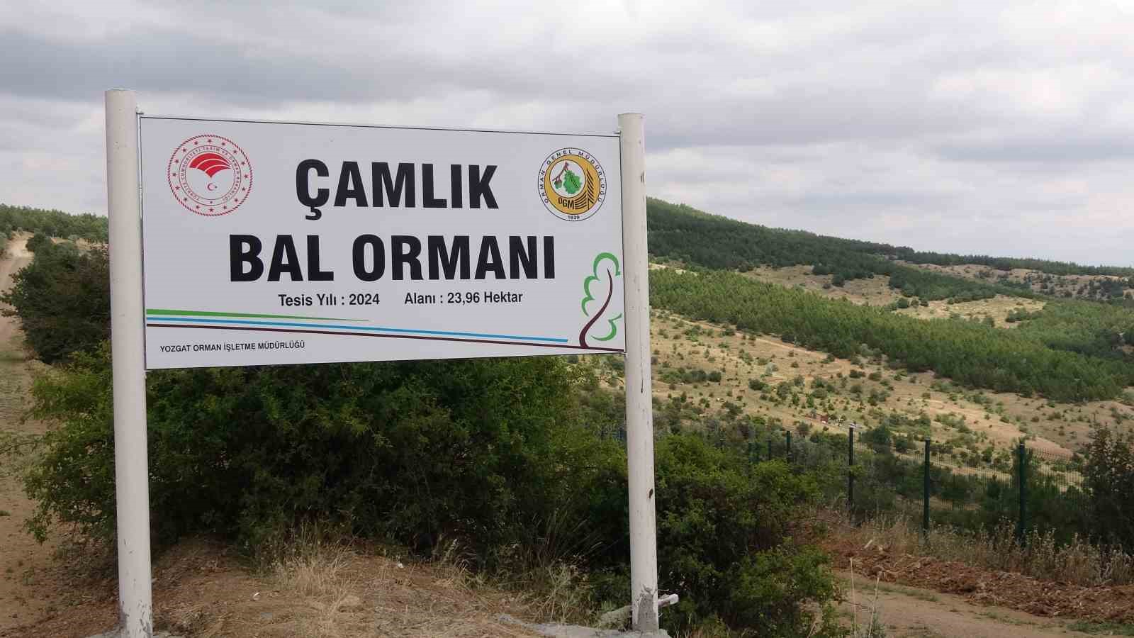 Türkiye’nin ilk milli parkında “Bal Ormanı” oluşturuldu
