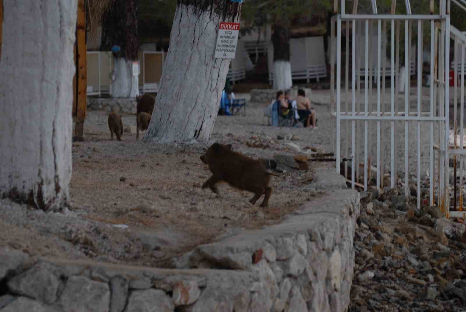 Fethiye’de domuz yavruları plaja indi
