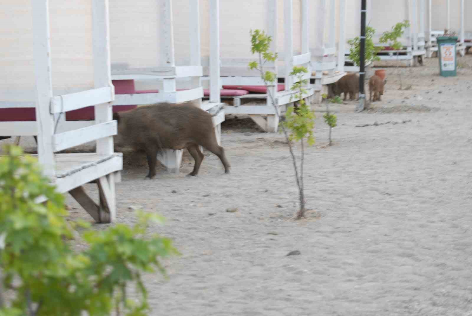 Fethiye’de domuz yavruları plaja indi
