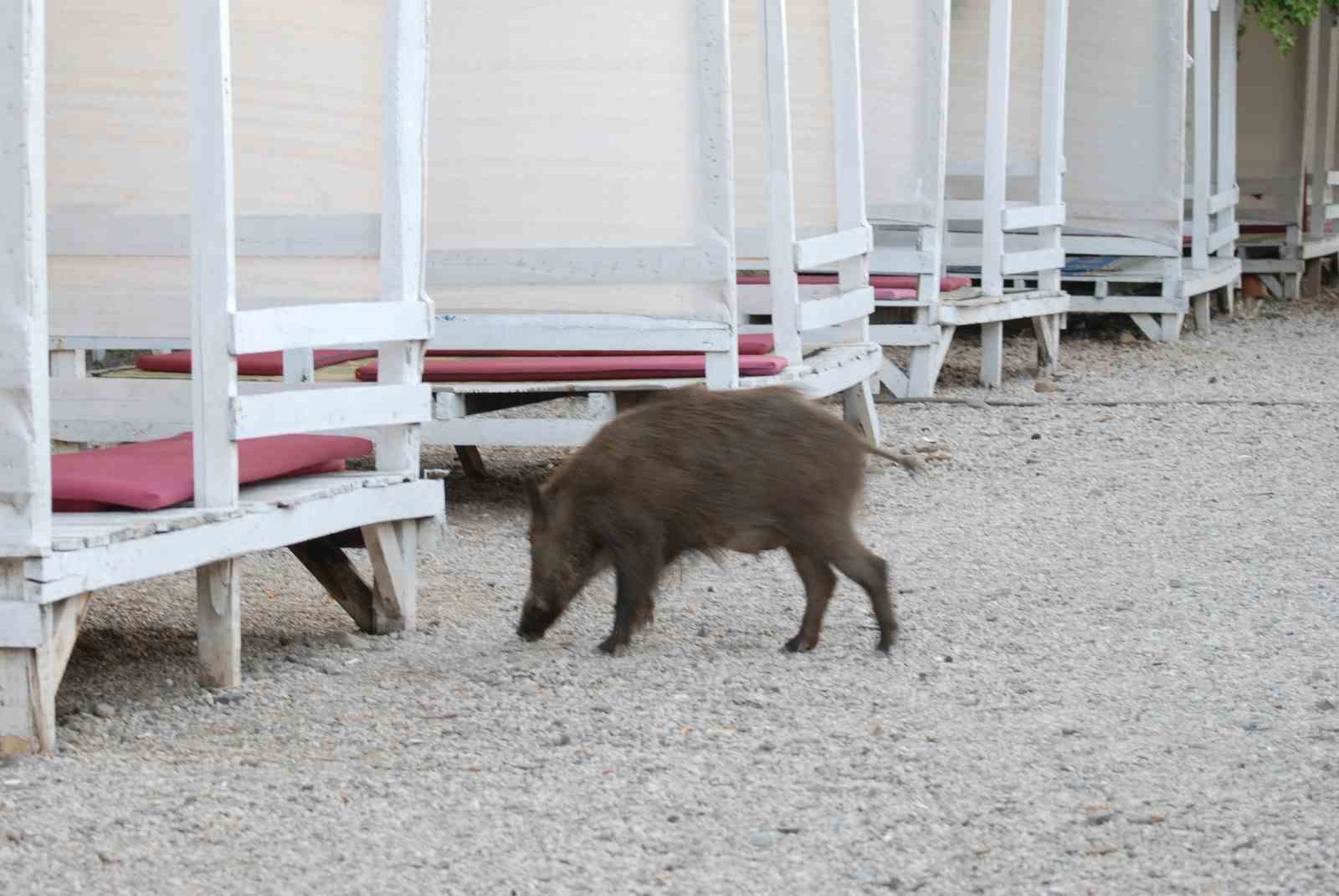 Fethiye’de domuz yavruları plaja indi
