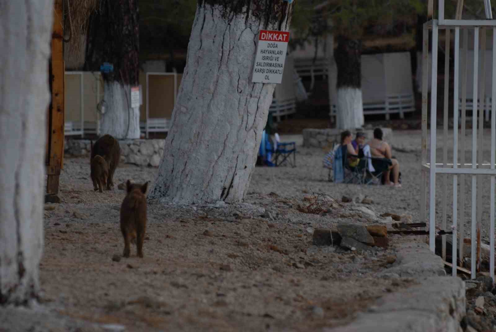 Fethiye’de domuz yavruları plaja indi
