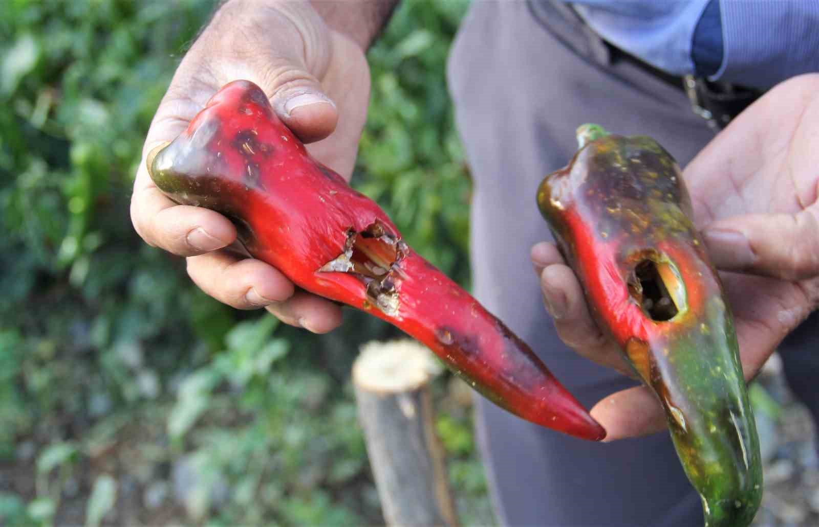 Erzincan’da dolu yağışı sebze ve meyveyi vurdu
