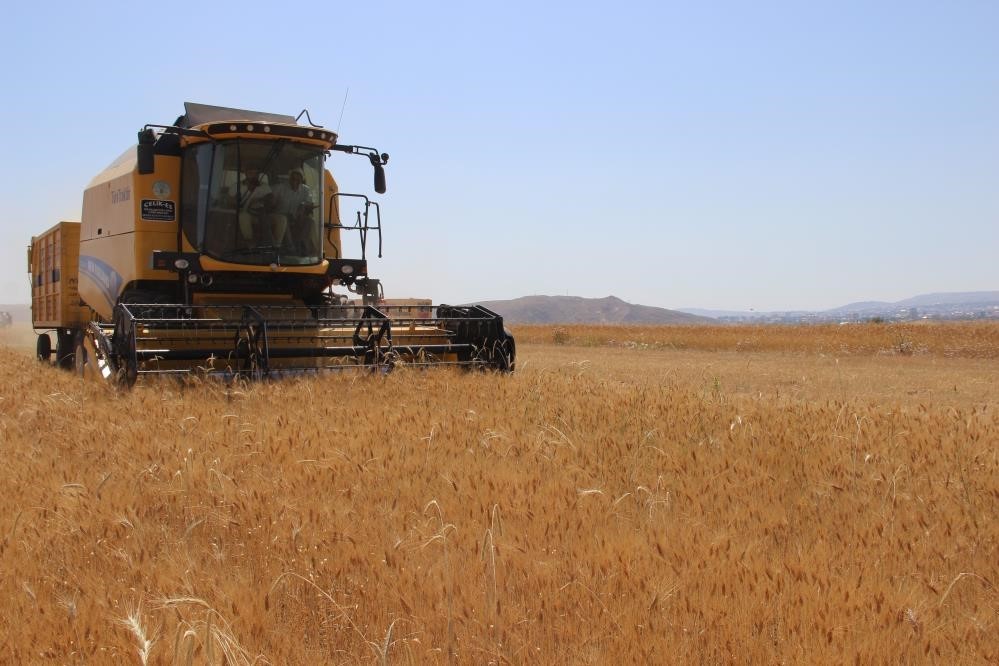 Hububatta biçerdöver ile hasat işlemleri sürüyor
