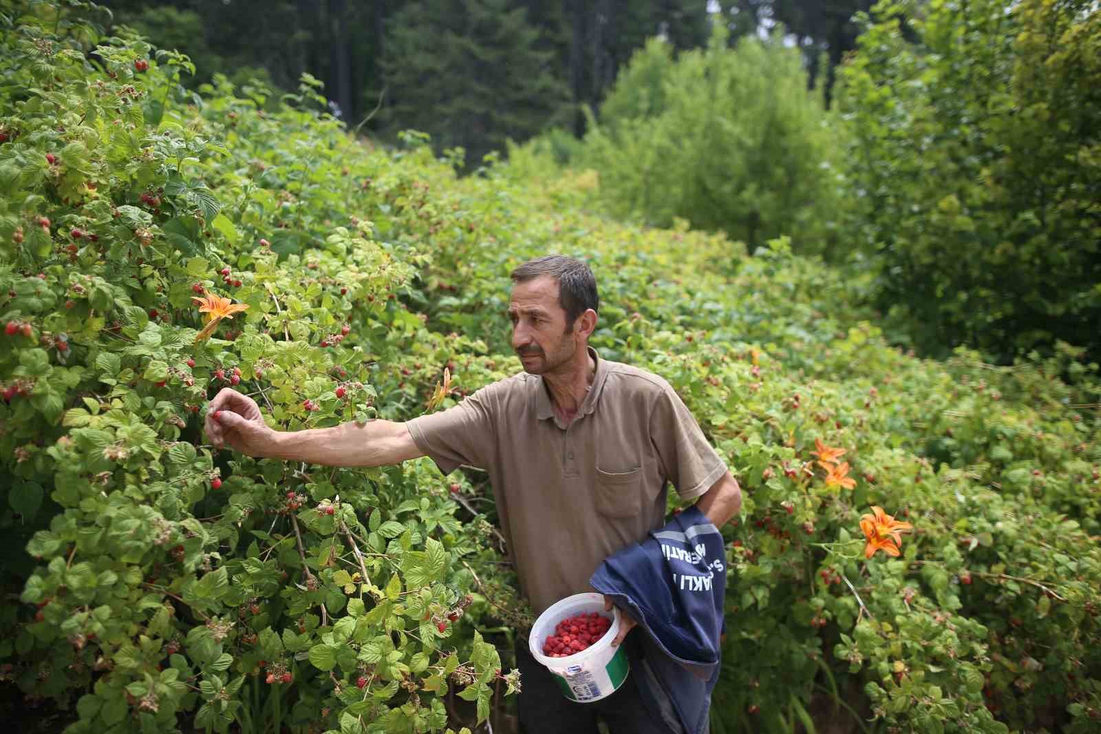 Bursa’da ahududu bereketi
