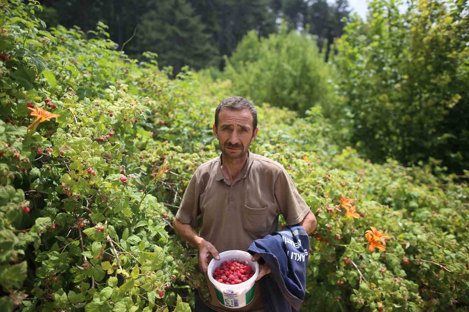 Bursa’da ahududu bereketi
