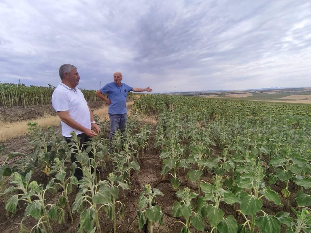 Edirne’de kuraklık etkisini gün geçtikçe arttırıyor
