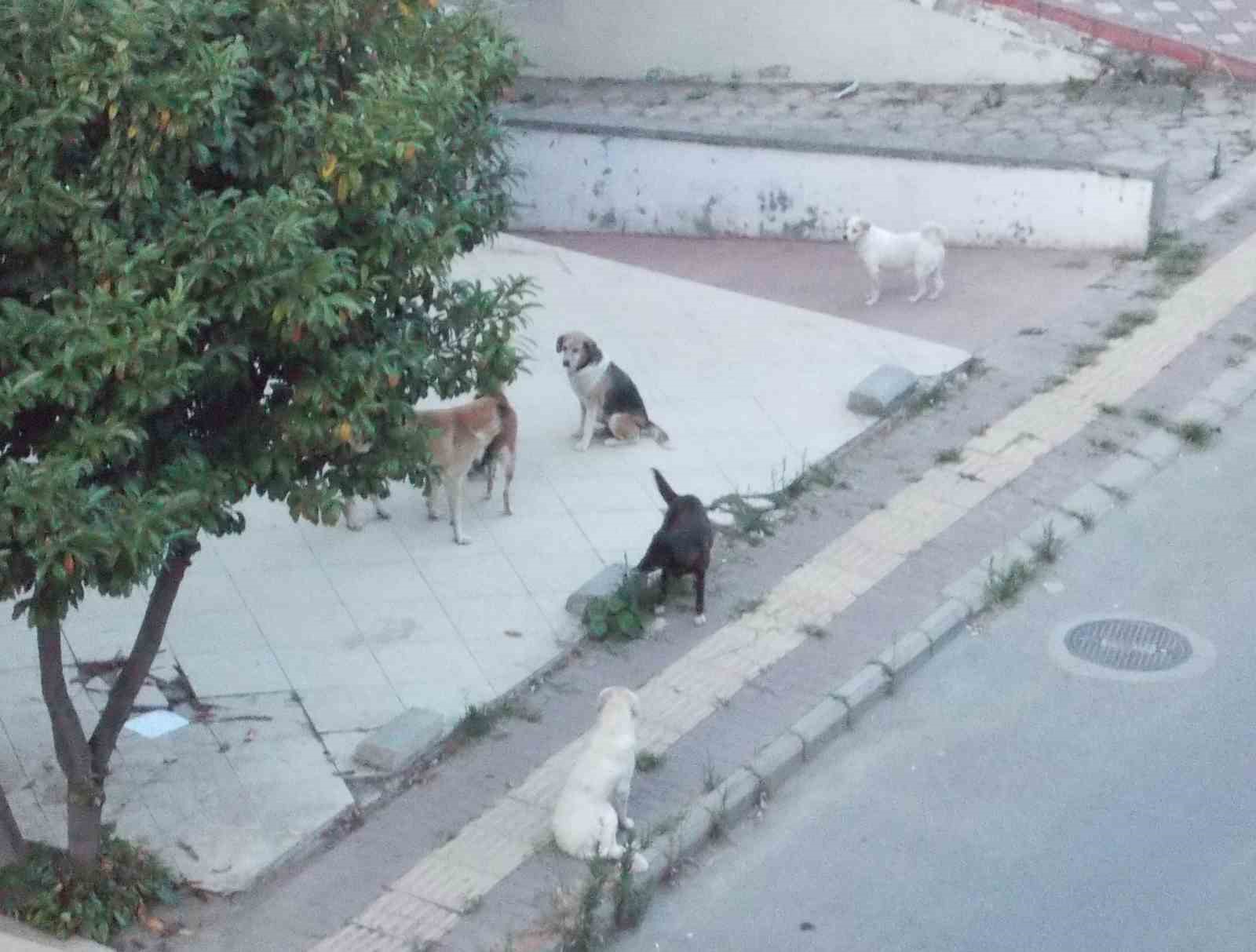 Sokakta köpek çetesi
