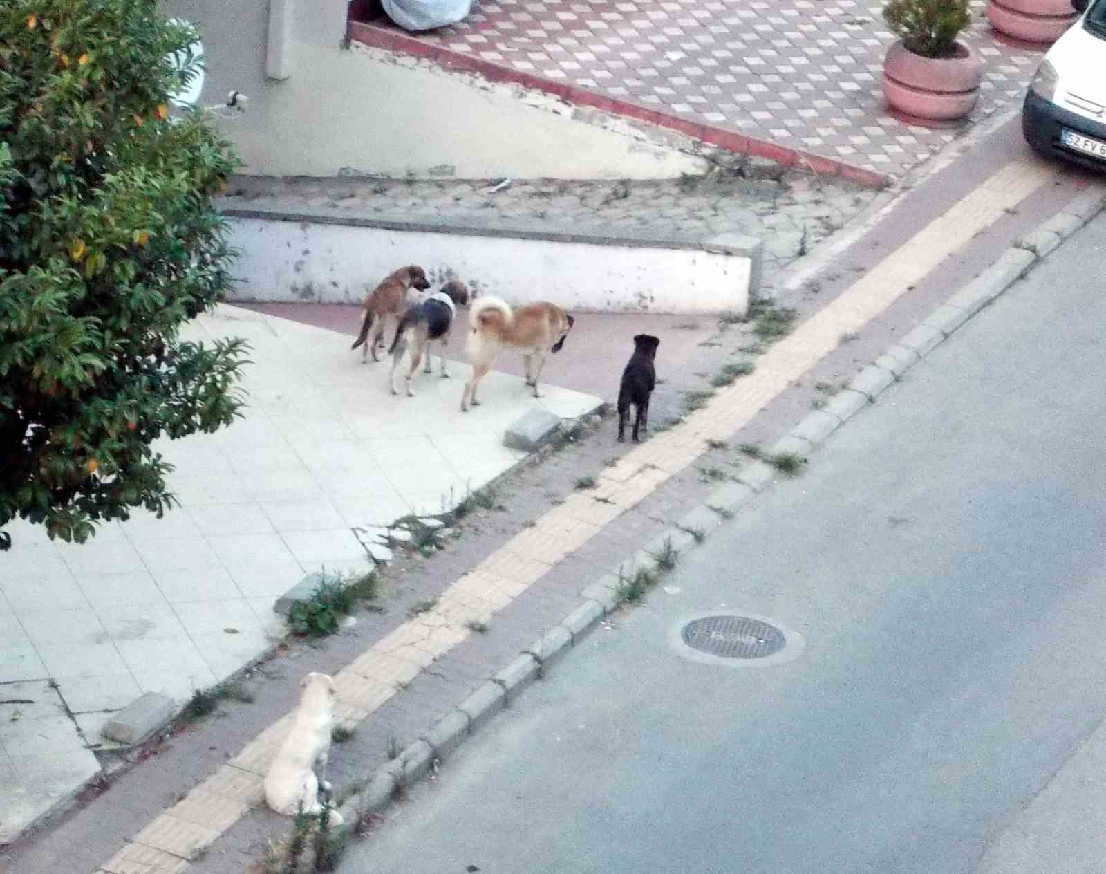 Sokakta köpek çetesi
