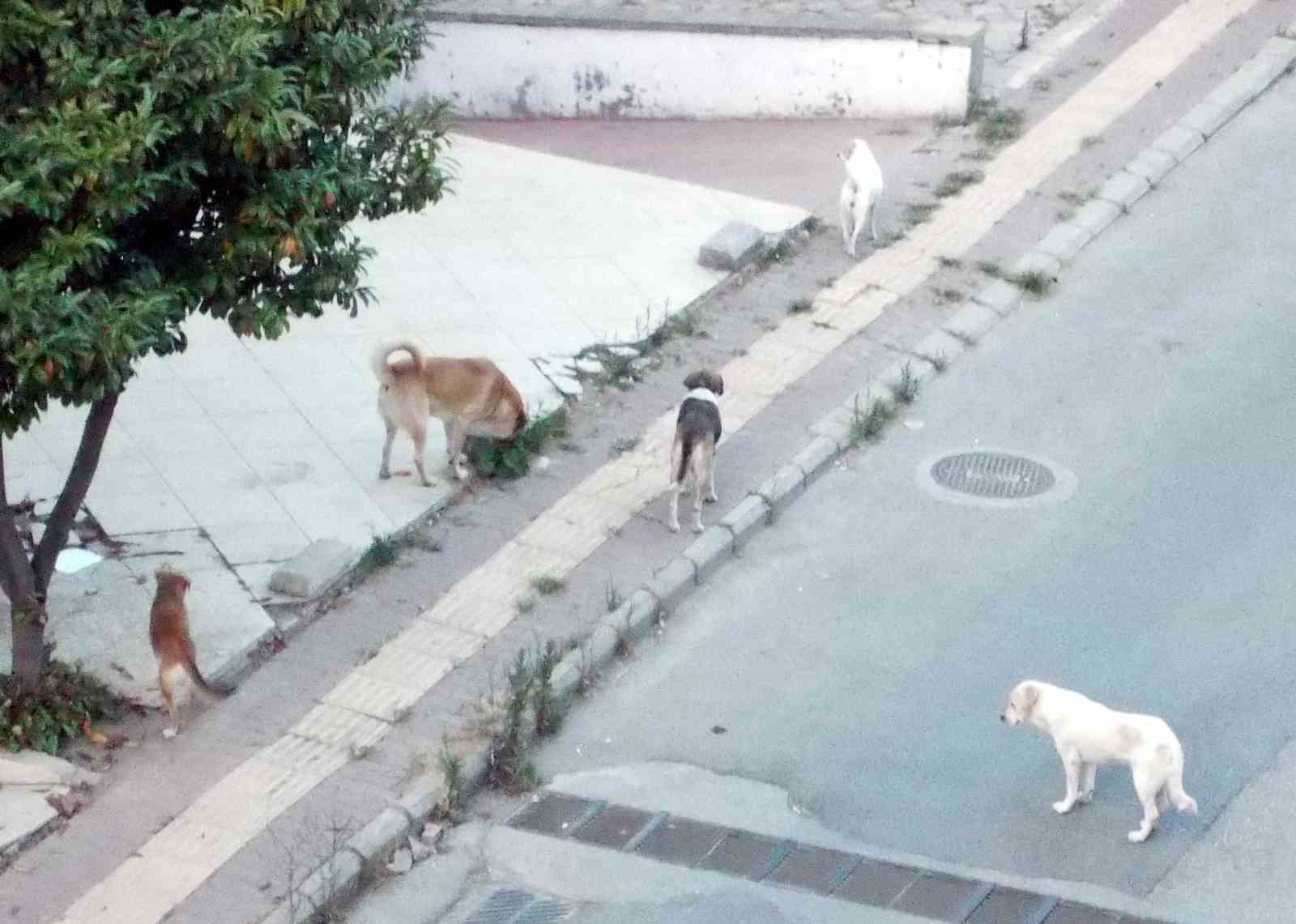 Sokakta köpek çetesi
