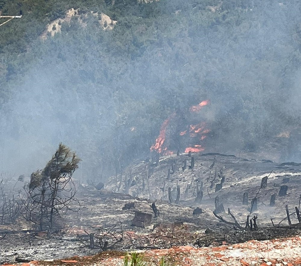 Sinop’ta orman yangını
