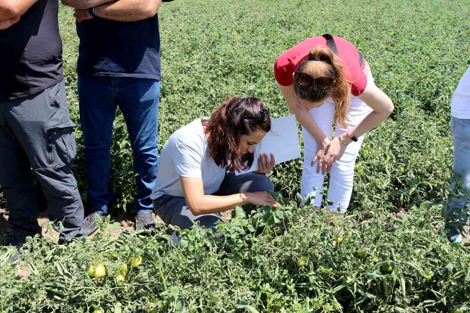 Karacabey ovasında fitotoksitite tehlikesi
