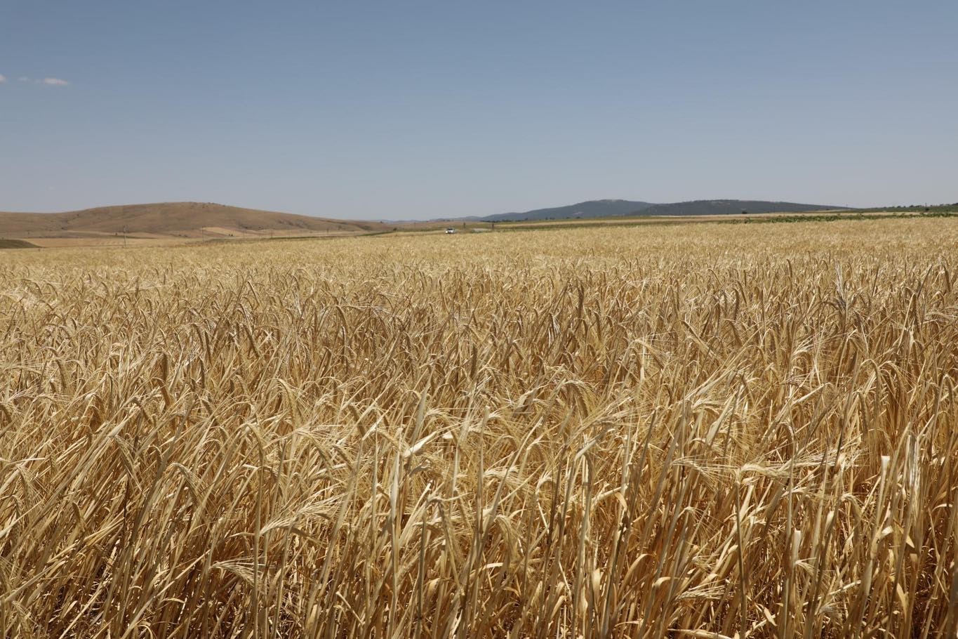 Kütahya’da yerli arpa çeşidi ’Ayrancı’nın hasadı yapıldı
