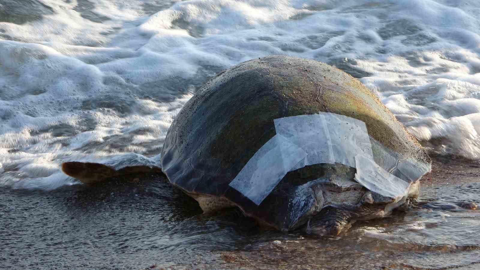 Yaralı Caretta Caretta cerrahi müdahalenin ardından denize bırakıldı
