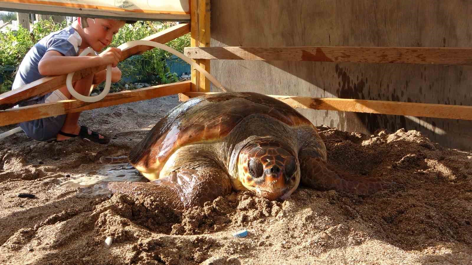 Yaralı Caretta Caretta cerrahi müdahalenin ardından denize bırakıldı
