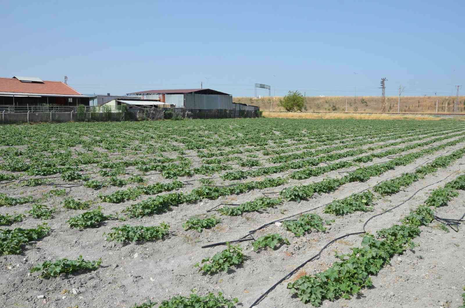 Kırkağaç kavununda ekim yapıldı, hasat ağustosta
