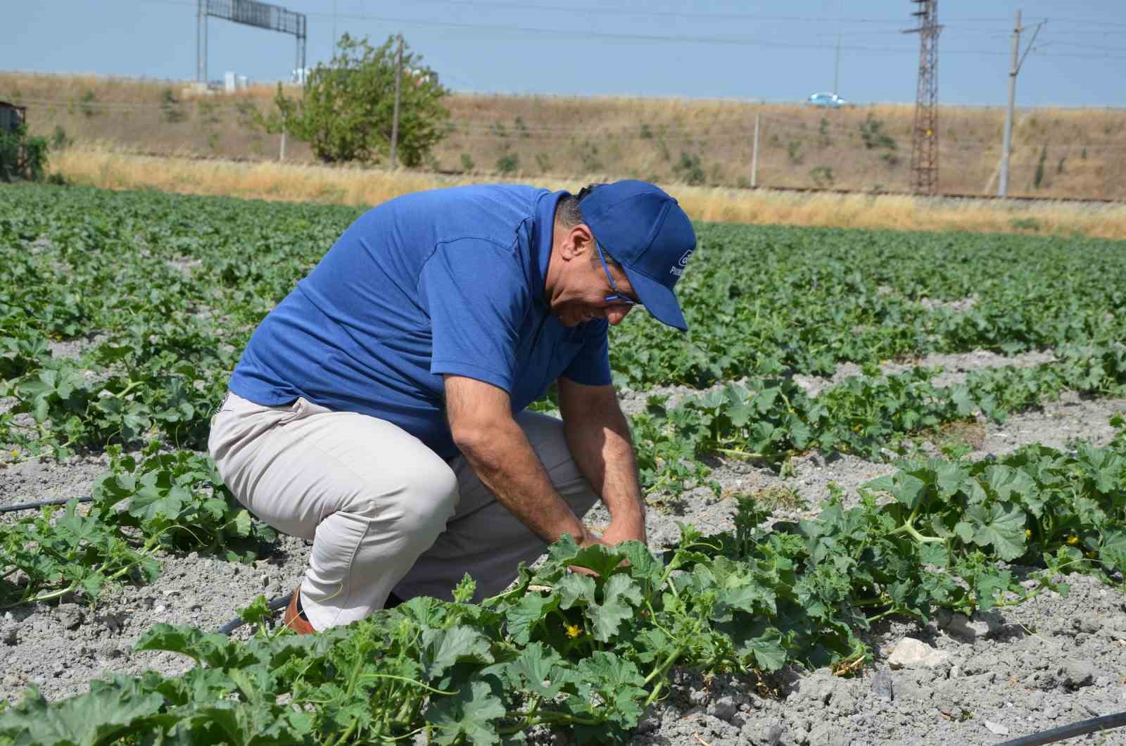 Kırkağaç kavununda ekim yapıldı, hasat ağustosta
