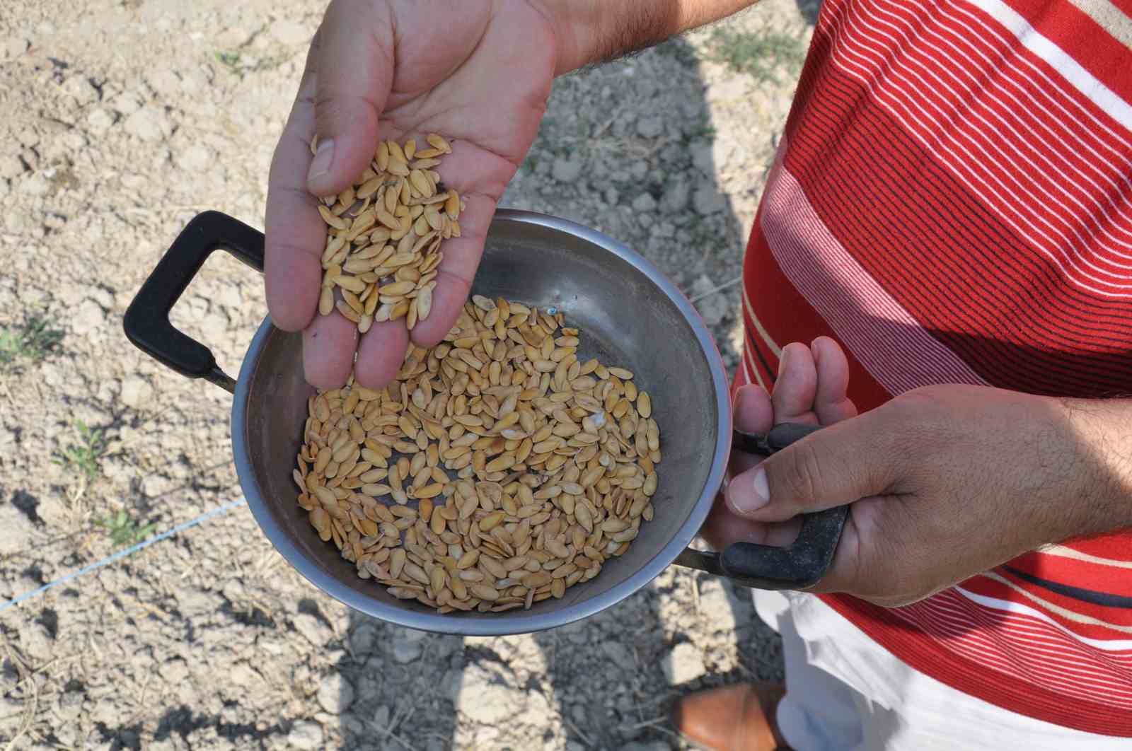 Kırkağaç kavununda ekim yapıldı, hasat ağustosta
