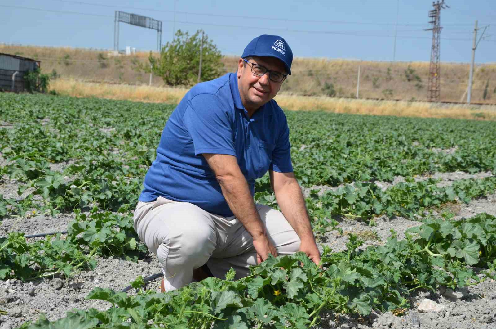 Kırkağaç kavununda ekim yapıldı, hasat ağustosta
