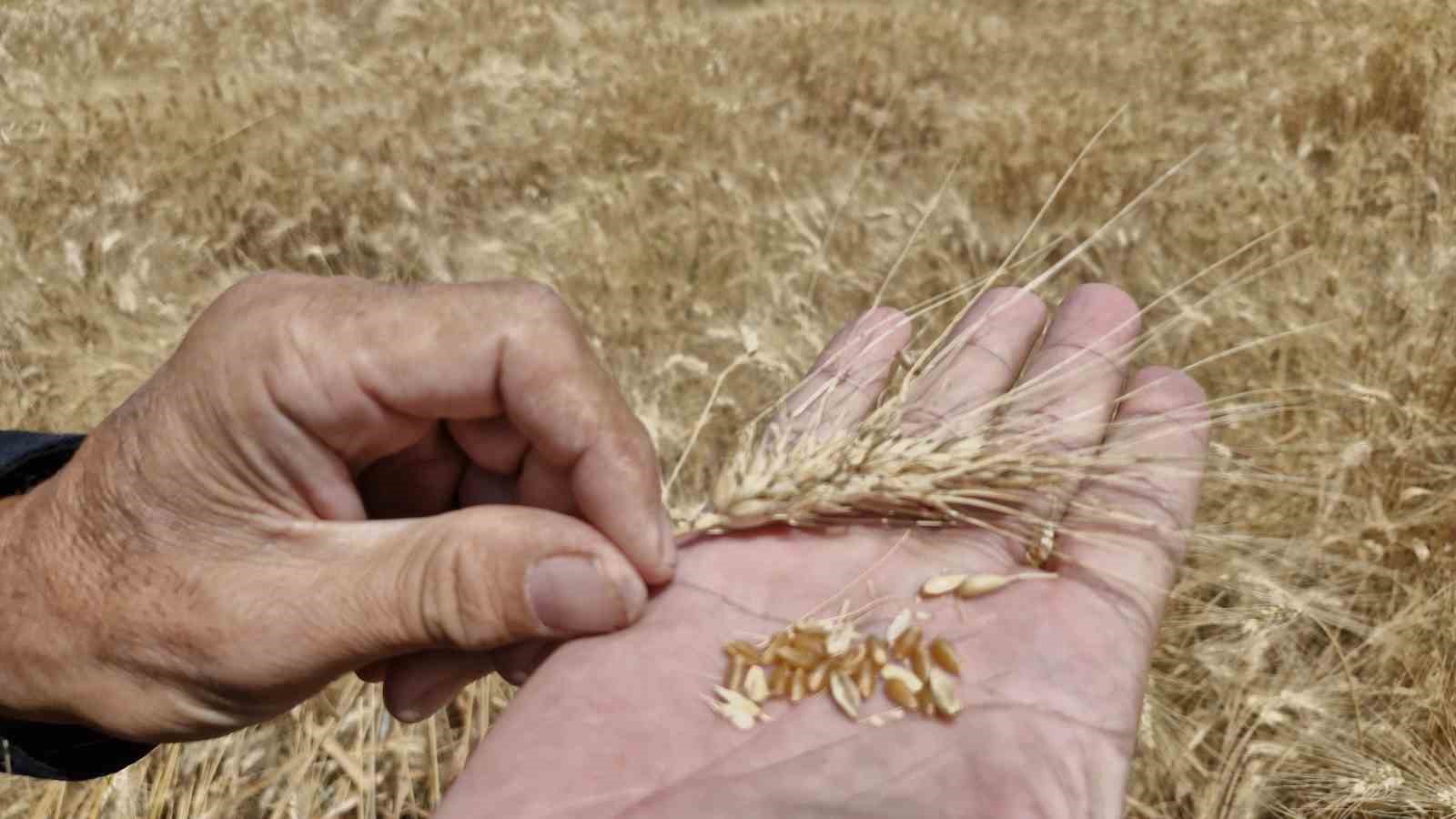 Hububattaki rekolte düşüklüğü çiftçinin yüzünü güldürmüyor
