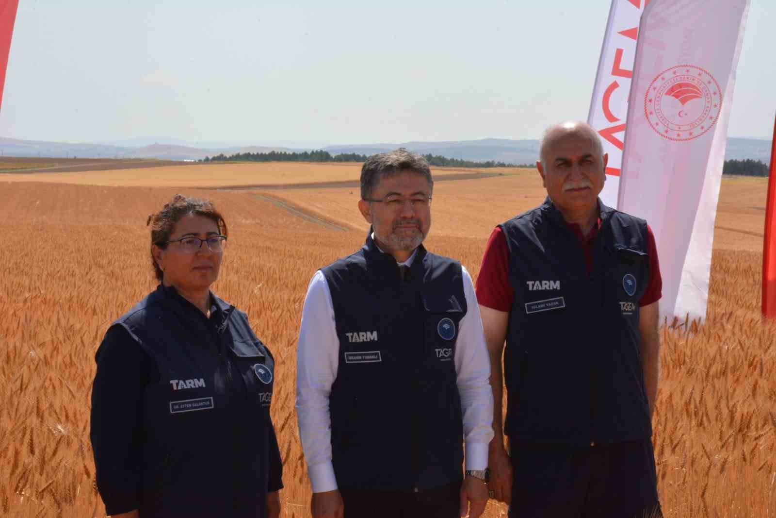 Bakan Yumaklı, yerli buğday tohumlarının hasadına katıldı
