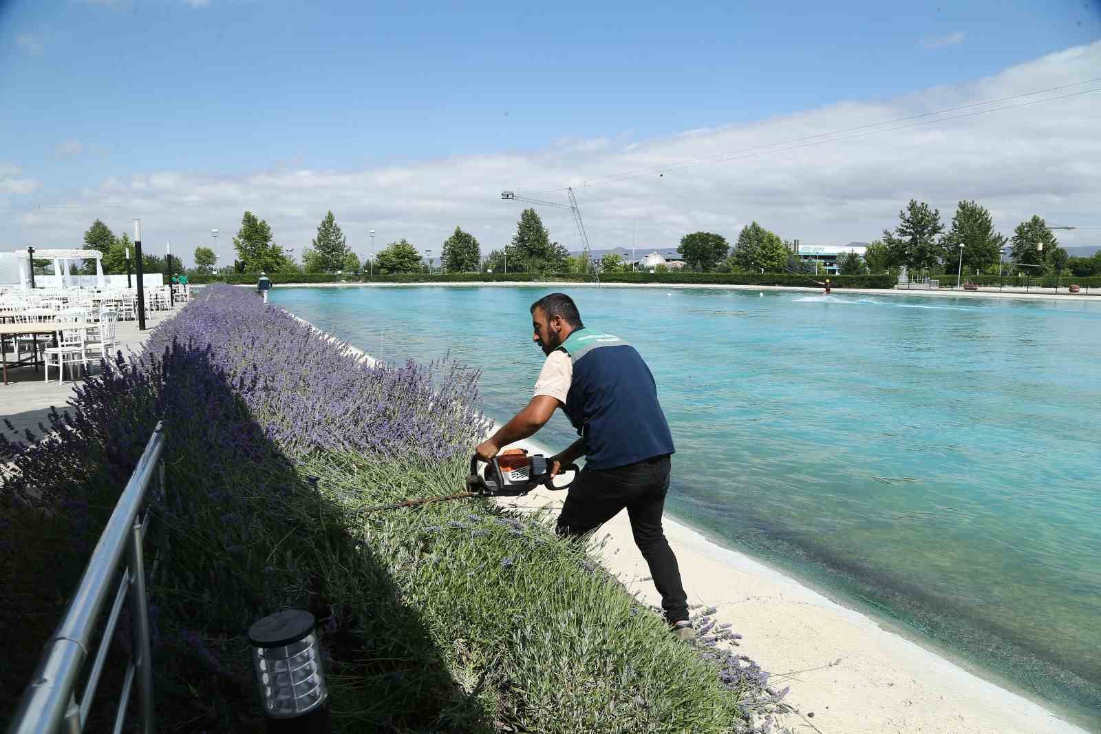 Büyükşehir 160 bin lavantanın hasadına başladı
