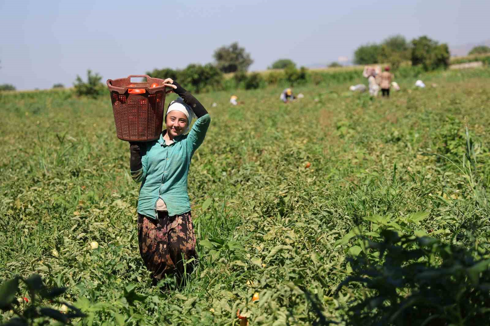 Aydın’da domates hasadı sürüyor
