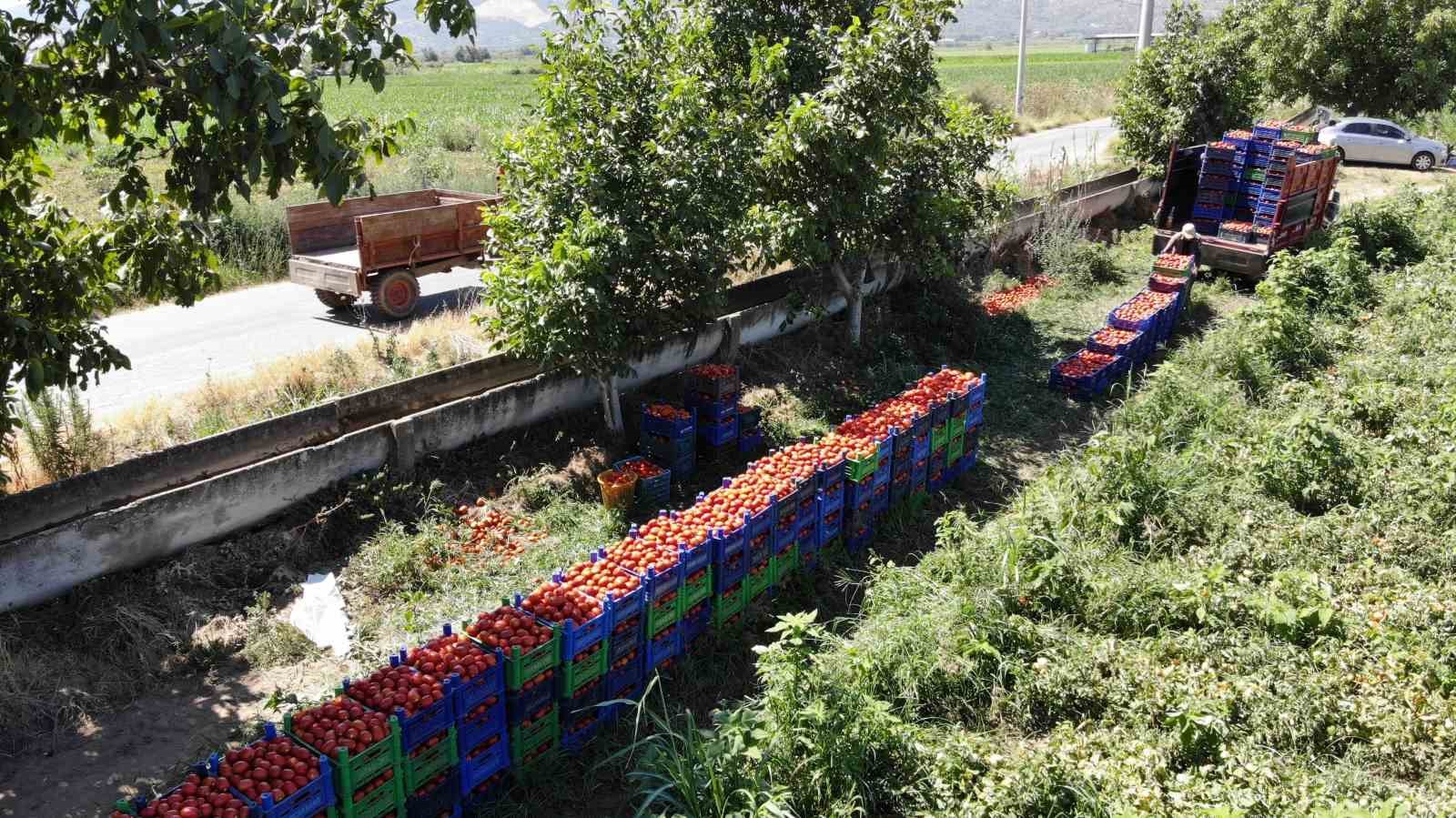 Aydın’da domates hasadı sürüyor
