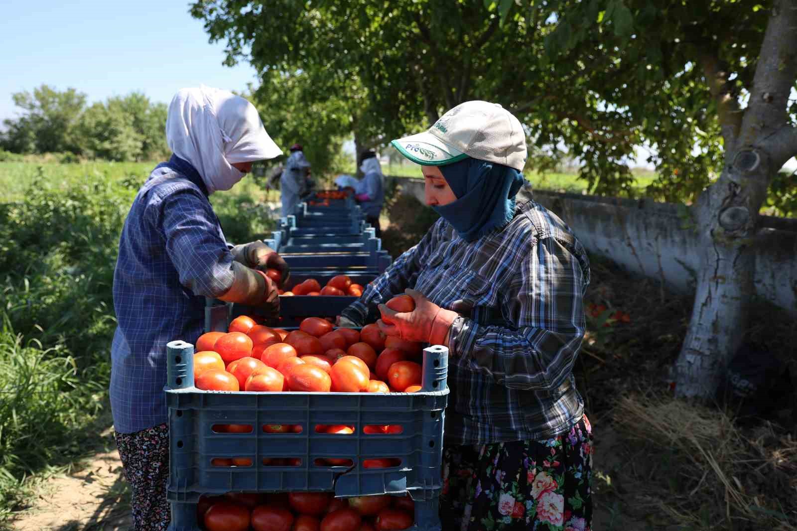 Aydın’da domates hasadı sürüyor
