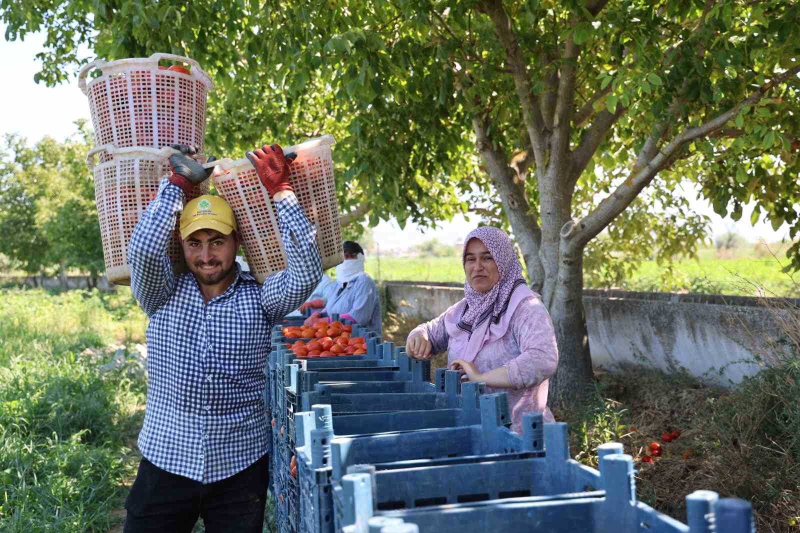 Aydın’da domates hasadı sürüyor
