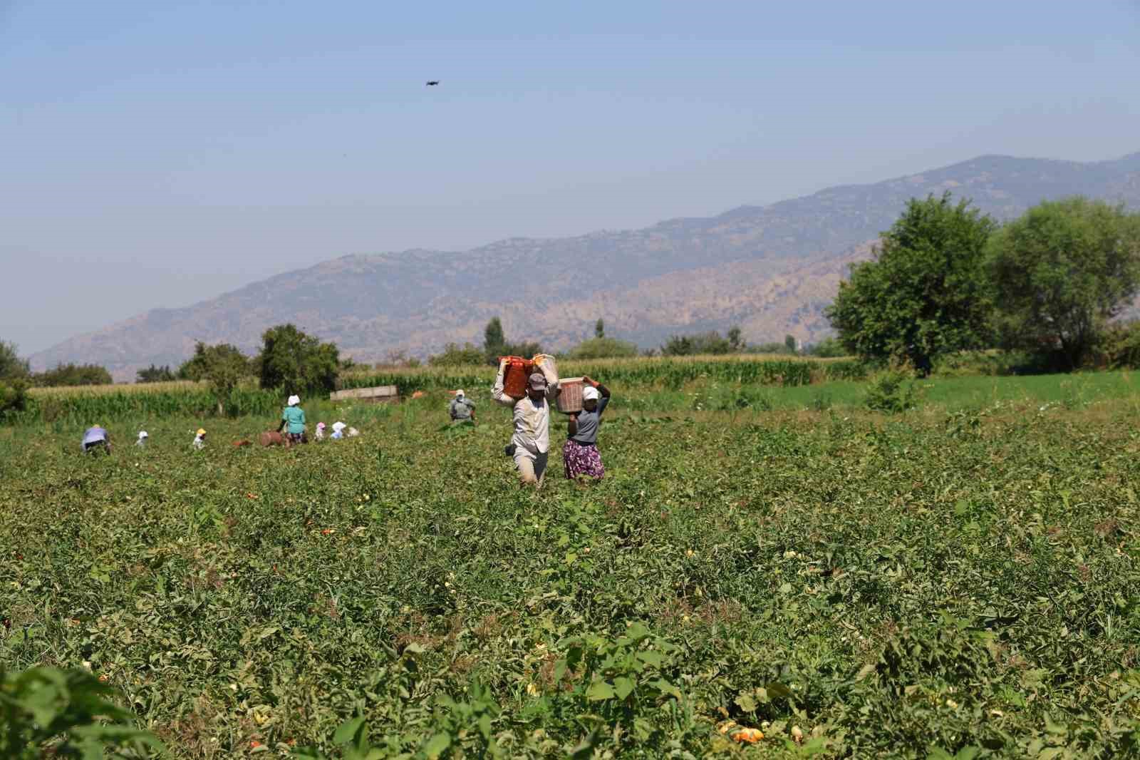 Aydın’da domates hasadı sürüyor
