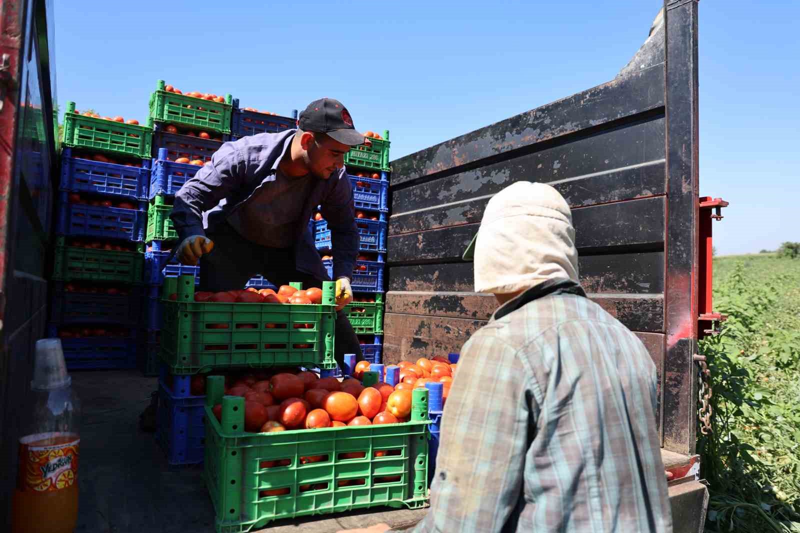 Aydın’da domates hasadı sürüyor
