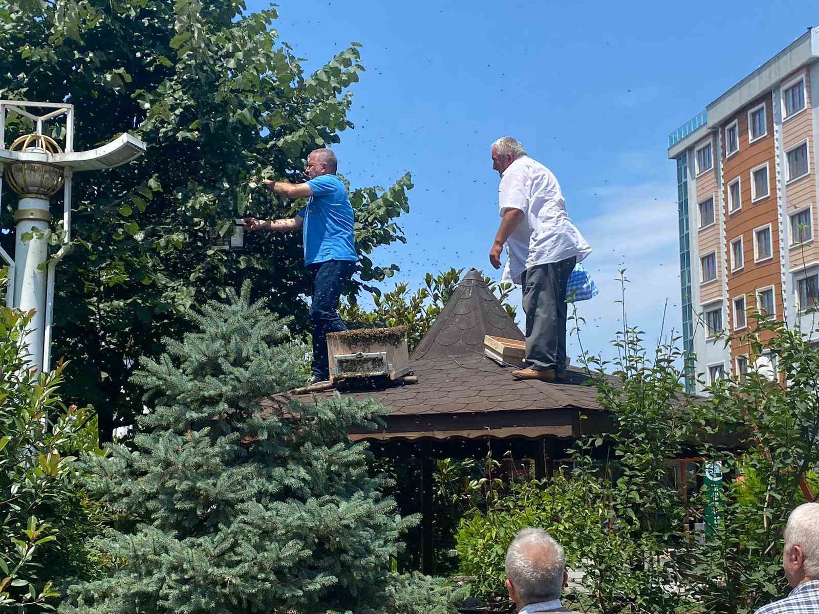 Rize’de oğul veren arılara İl Genel Meclisi üyesi müdahale etti
