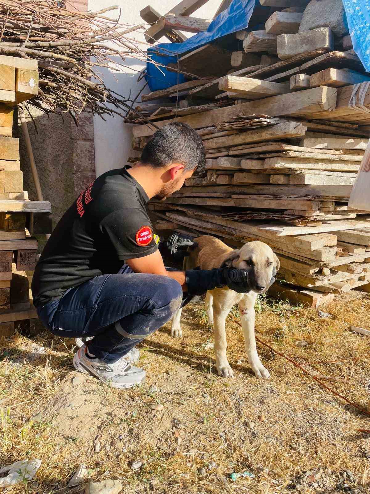 Tahtaların altına sıkışan yavru köpeği itfaiye ekipleri kurtardı
