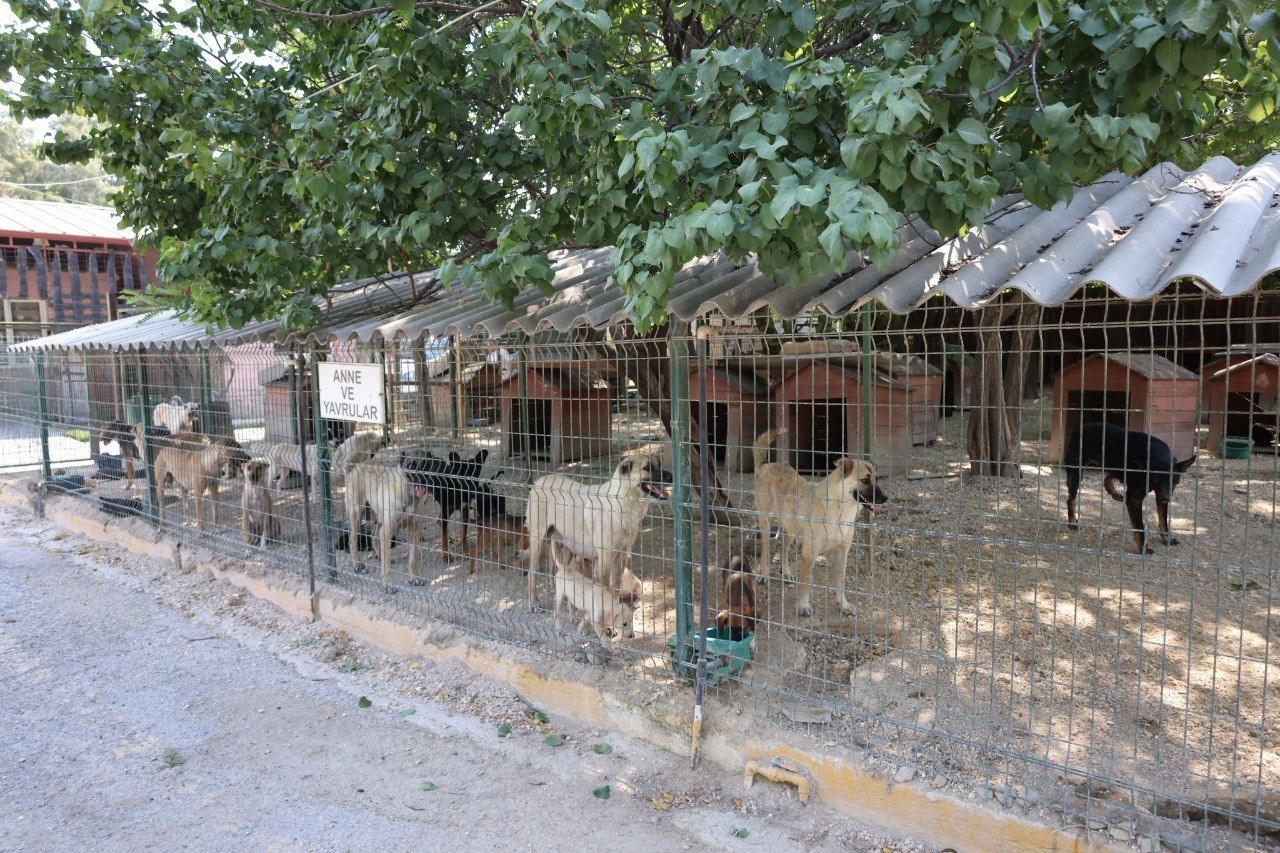 Deprem bölgesinde sokak hayvanları unutulmuyor
