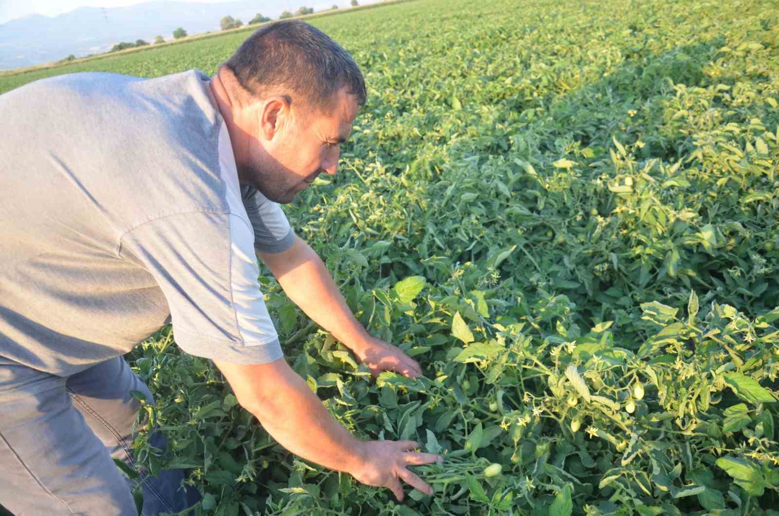 Turgutlu’da domates üreticisi fiyatları düşük buluyor
