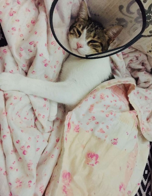 Kedi Şirine’yi tekmeleyerek 4. kattan aşağı atan akademisyen hakkında karar: 1 yıl 6 ay hapsine hükmedildi
