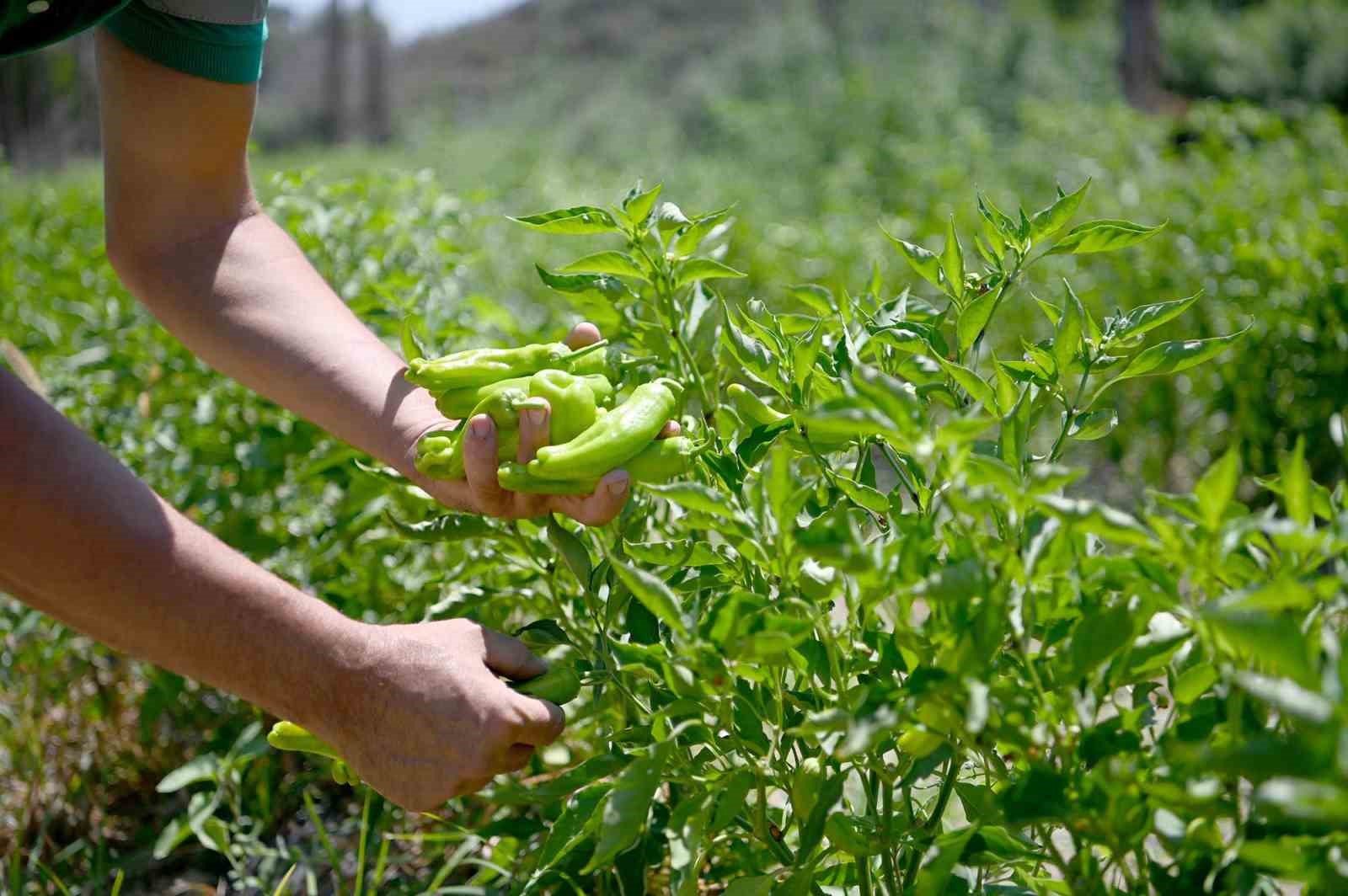 Adabahçe’yi yazın bereketi sardı
