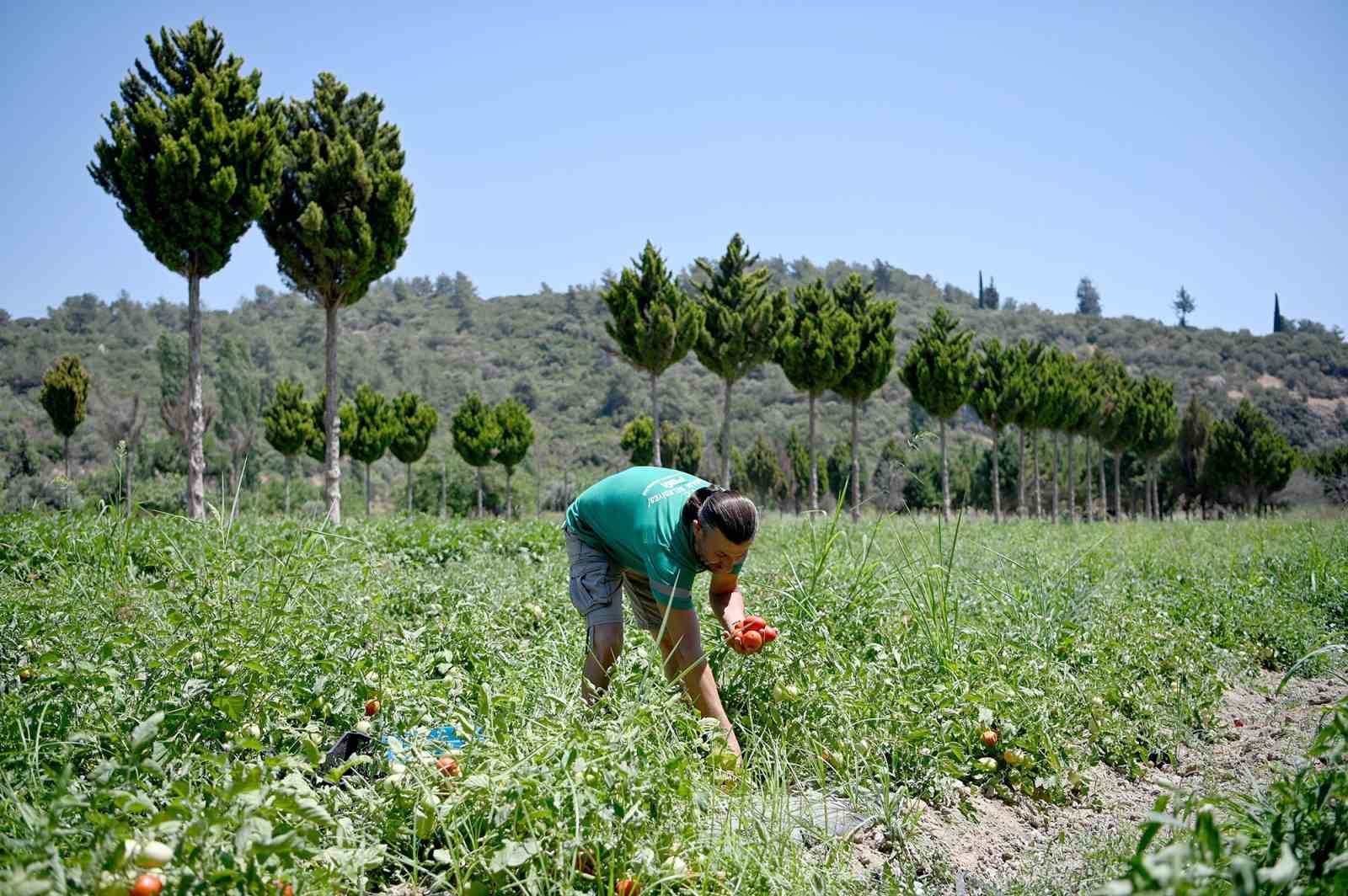 Adabahçe’yi yazın bereketi sardı
