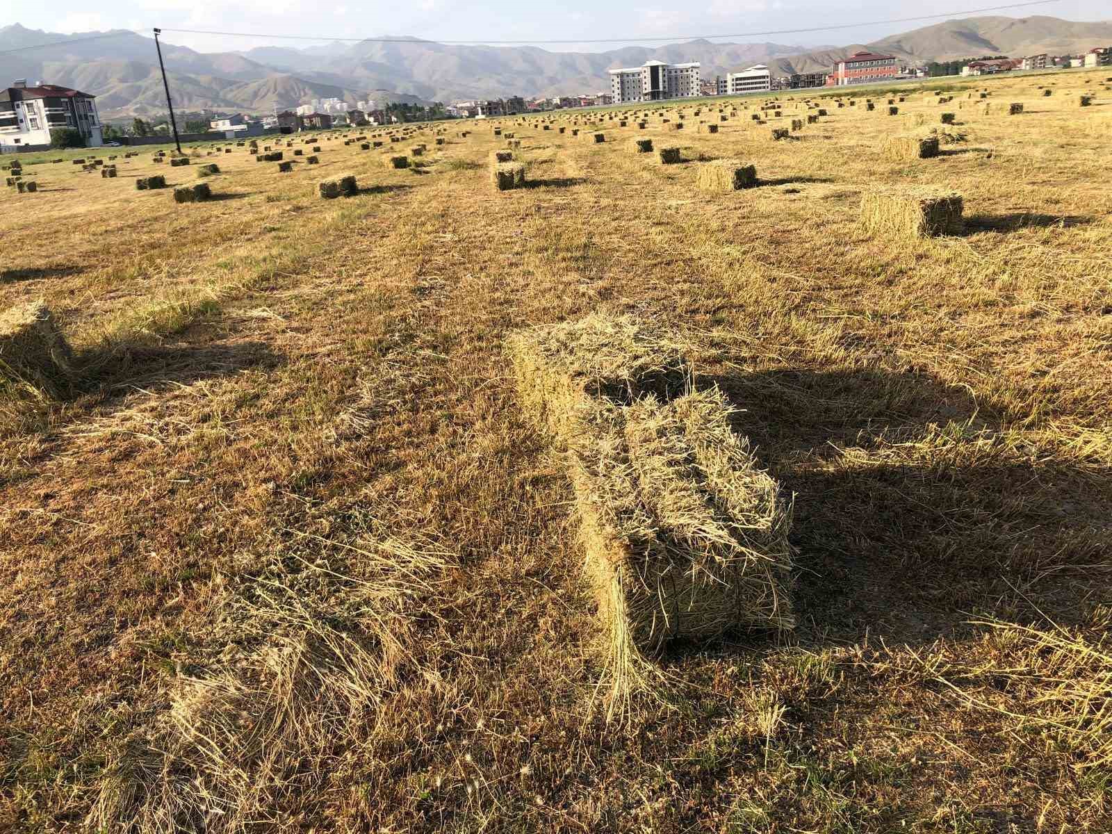 Yüksekova’da yağışlar tarımda verimliliği artırdı
