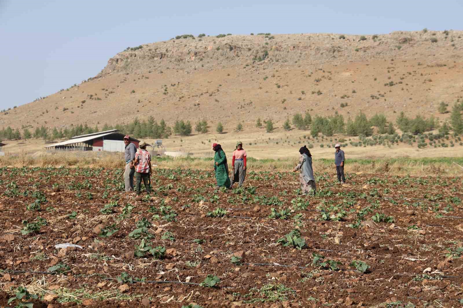 Kahramanmaraş’ta hasadın tamamlandığı tarım arazileri ikinci ürünle buluşturuluyor
