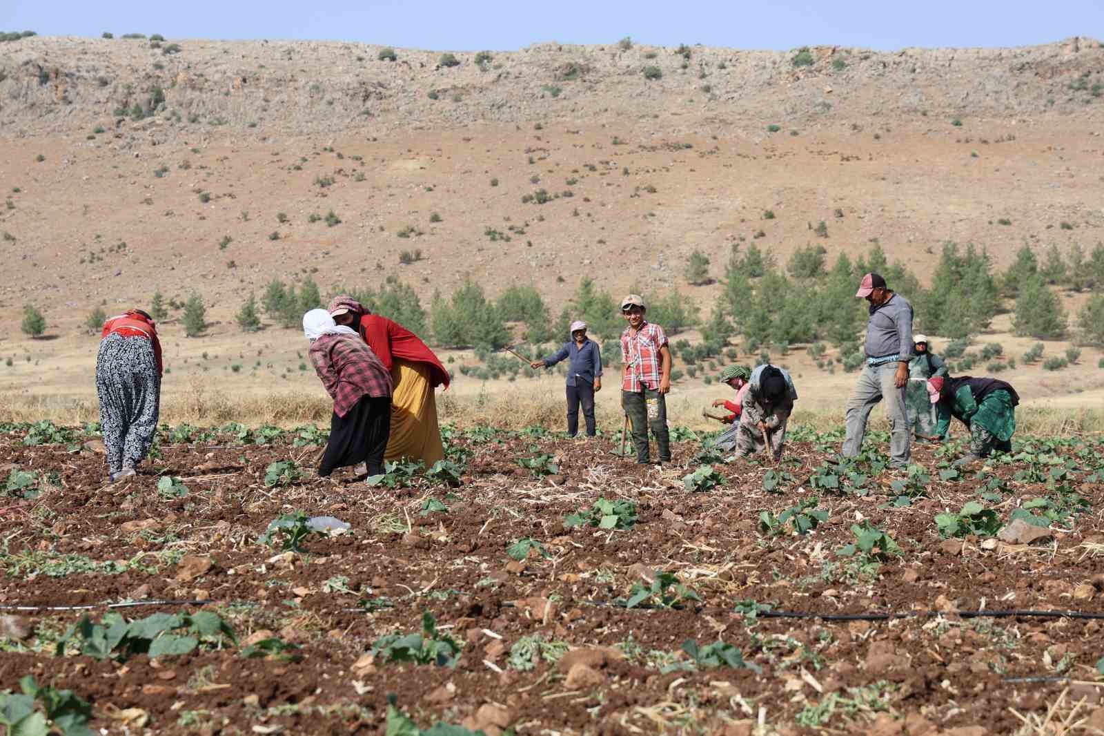 Kahramanmaraş’ta hasadın tamamlandığı tarım arazileri ikinci ürünle buluşturuluyor
