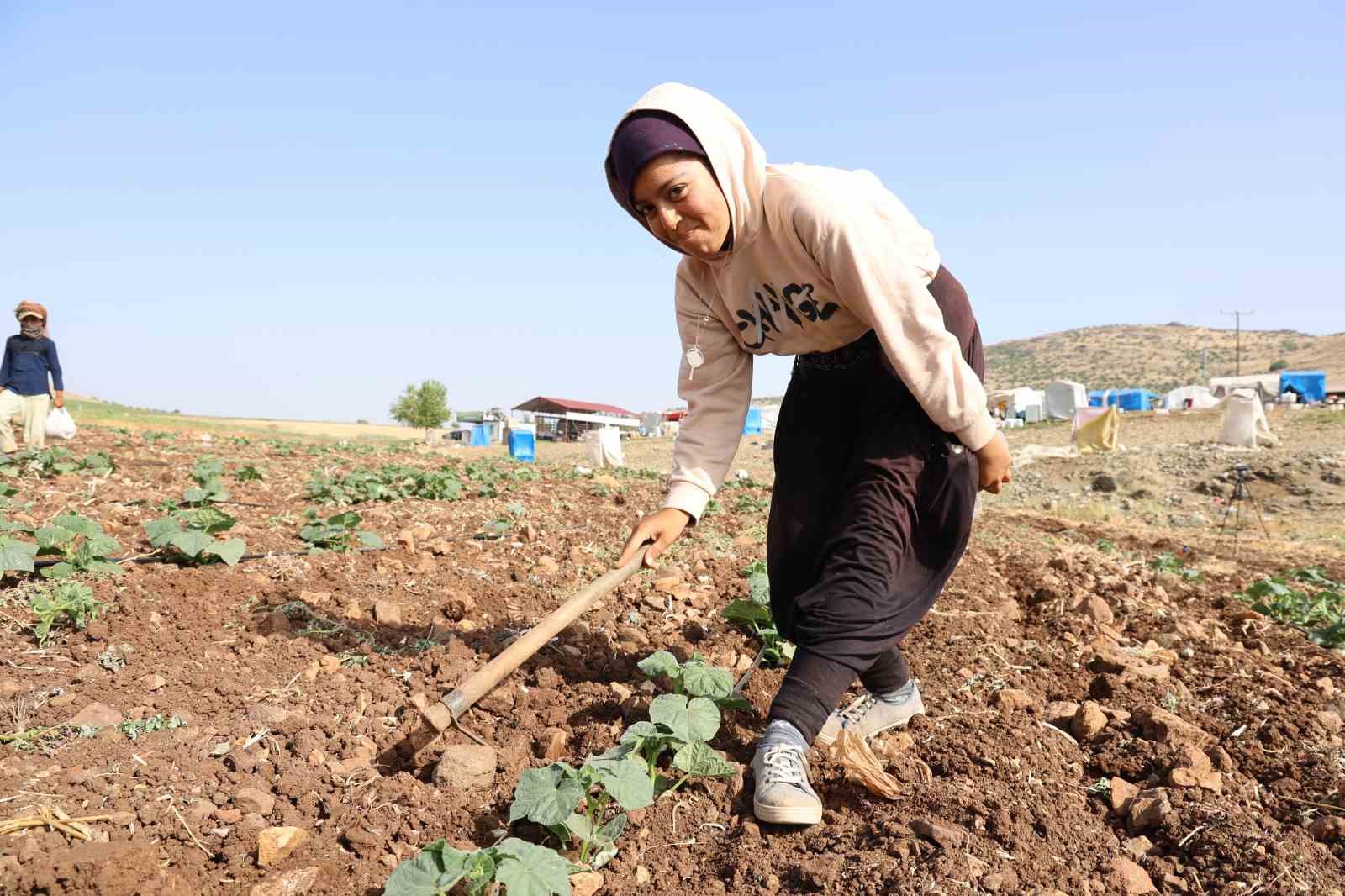 Kahramanmaraş’ta hasadın tamamlandığı tarım arazileri ikinci ürünle buluşturuluyor
