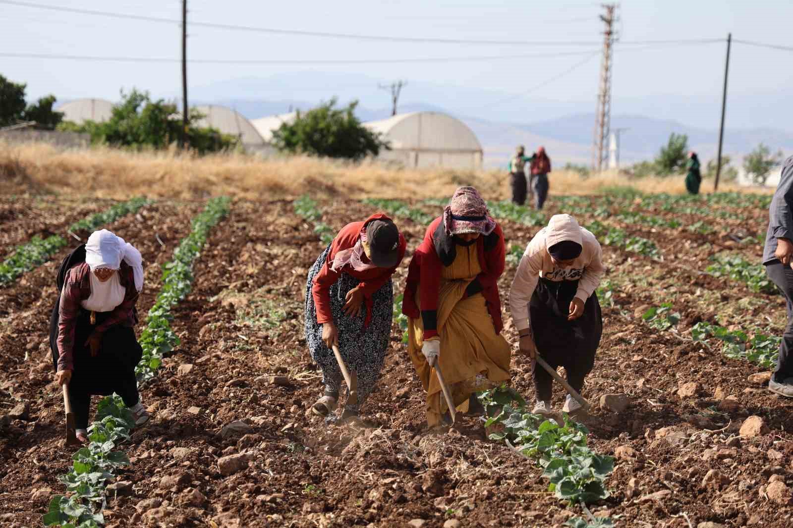 Kahramanmaraş’ta hasadın tamamlandığı tarım arazileri ikinci ürünle buluşturuluyor
