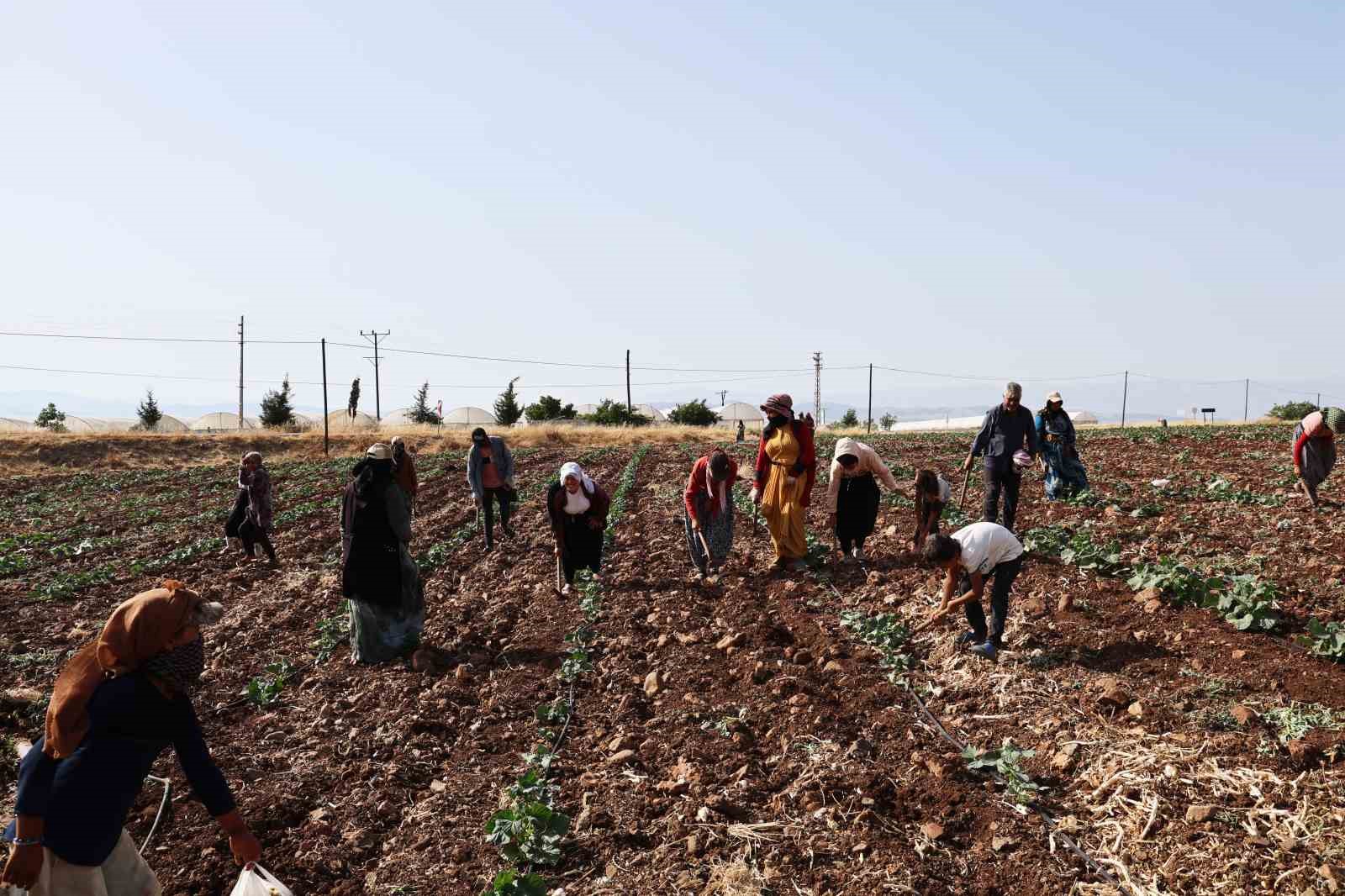 Kahramanmaraş’ta hasadın tamamlandığı tarım arazileri ikinci ürünle buluşturuluyor
